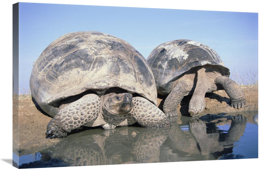 24 x 36 in. Volcan Alcedo Giant Tortoises Pair, Alcedo Volcano&#44